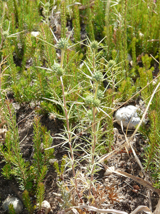 Eryngium bocconei / Calcatreppola di Boccone